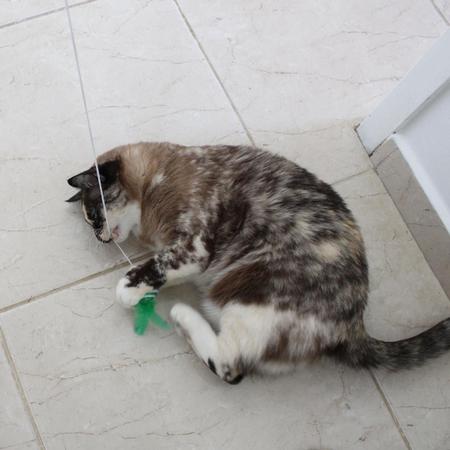 Vareta e Bolinha de Gato Pena e som para brincar gatinhos - Space Pet Imagem de Vareta e Bolinha de Gato Pena e som para brincar gatinhos