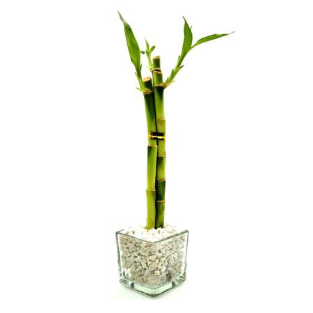 Imagem de Vasinho de Vidro com Três Bambu da Sorte (Pequeno)