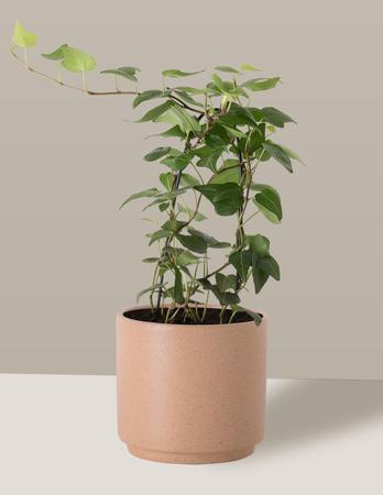 Imagem de Vaso Cachepô de Cerâmica para Plantas Camurça PEQ