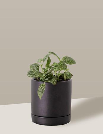 Imagem de Vaso de Cerâmica com Prato para Plantas Preto Pequeno