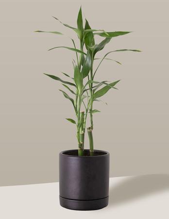 Imagem de Vaso de Cerâmica com Prato para Plantas Preto Pequeno