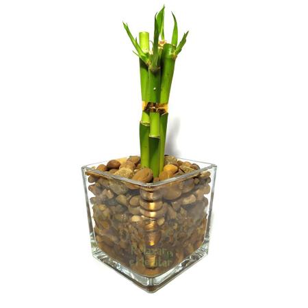 Imagem de Vaso de Vidro com Seis Mudas de Bambu da Sorte (Médio)