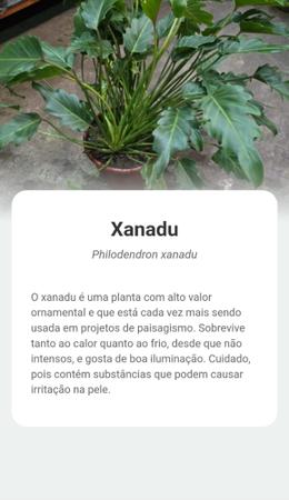 Imagem de Xanadu Philodendron GRANDE adulta com vaso ornamental paisagismo natural