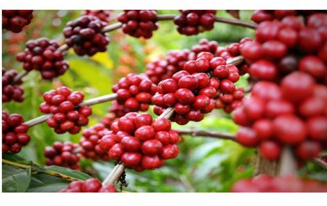 Plantas de café conilon aos 31 meses após transplantio. - Portal