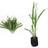 Muda de Citronela 20 a 40cm AMK - Plantas Online