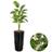 Planta Artificial Palmeira Com Vaso Cone Polietileno Grande