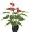 Planta Árvore Artificial Antúrio Real Toque X3 Vermelho 42cm