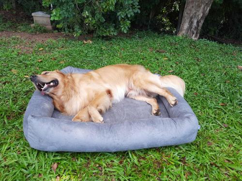 Condicionador para cães e gatos 4 elementos Leccato Banho e Tosa