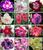 10 Sementes de Rosa do Deserto Tripla Dobrada Simples Sortidas (Adenium Obesum) Kit 3