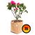 3 Vasos De Plantas De Feltro 7 Litros - King Pot Caramelo