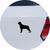 Adesivo de Carro Cachorro Rottweiler - Cor Marrom Preto