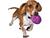 Brinquedo para Cachorro de Borracha Busy Buddy Twist N Treat PetSafe Roxo