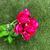 Buquê De Flores Artificiais Rosas Realistas Para Decoração Fúcsia