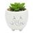 Cachepot vaso vasinho com suculenta plantinha animais Elefante