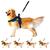 Coleira De Cachorro Grande Médio E Pequeno Porte Peitoral Americano Com Alça + Guia Para Cães Rottweiler Husky AZUL