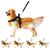 Coleira De Cachorro Grande Médio E Pequeno Porte Peitoral Americano Com Alça + Guia Para Cães Rottweiler Husky PRETO