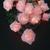 Cordão 20 Rosas com LEDs 3,8m a Pilha rosa