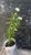 coroa de cristo Euphorbia milii de flores pequenas Amarelo