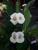 coroa de cristo Euphorbia milii de flores pequenas Branco