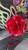 Flor  de tecido  14591612 Vermelho