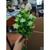 flores Artificial FR-565 Buque Com 15 Flor P/ Decoração Casamento, Arranjos, Decorar Festas e casa Branco