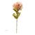 Haste Protea 76cm Brilliance Rosa
