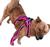 Peitoral Coleira Com guia Anti Puxão Para Cães De Médio E Grande Porte Rosa