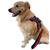 Peitoral Coleira Com guia Anti Puxão Para Cães De Médio E Grande Porte Preto/vermelho