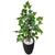 Planta Artificial Figueira Verde Hera com Vaso Decoração Grafiato Preto