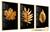 Quadros Decorativos Kit 3 Moldura e Vidro Folhas Douradas Sá Madeira Natural
