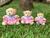 Trio de Ursinhos Pelucia para nichos Decoraçao quarto bebe Ursinha rosa