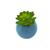 Vaso Com Suculenta Em Dolomita 9,5x12,5cm Full Fit Azul