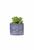 Vaso em Cimento com Suculenta Planta Artificial Cachepot Azul