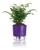 Vaso para plantas, hortaliças - Auto Irrigável - Escolha A Cor - N.03 Roxa