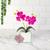 Vaso Transparente com Arranjo Flor de Orquídea Artificial  Orquídea Rosa