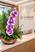 Lilas