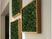 Placa Buxinho Standard Artificial
