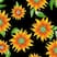 Ref. 2829V1 Preto/Amarelo/Verde