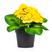 Amarelo Pequeno