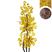 Ficus Amarelo
