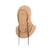 Cáqui