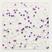 64 - ROXO