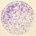 64 - ROXO