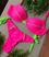 Rosa neon