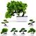 Ficus