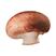 Mashroom 40x30cm
