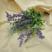 Lavanda Roxa