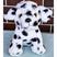 Dalmata