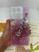 Roxo