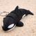 Orca
